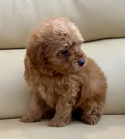 Kiley, a male Maltipoo for sale in Tampa, FL – Photo 8 of 10