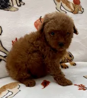 Kiley, a male Poodle - Toy  for sale in Tampa, FL – Photo 2 of 8
