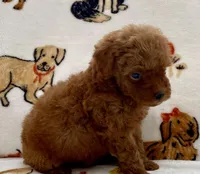 Kiley, a male Poodle - Toy  for sale in Tampa, FL – Photo 6 of 8