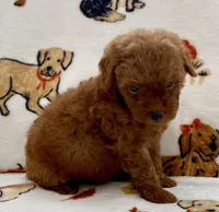 Kiley, a male Poodle - Toy  for sale in Tampa, FL – Photo 8 of 8