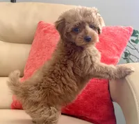 Kiley, a male Maltipoo and Poodle - Toy  for sale in Tampa, FL – Photo 8 of 9