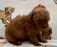 Kiley, a male Poodle - Toy  for sale in Tampa, FL – Photo 4 of 8