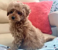 Kiley, a male Maltipoo and Poodle - Toy  for sale in Tampa, FL – Photo 4 of 9