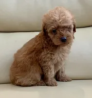 Kiley, a male Maltipoo for sale in Tampa, FL – Photo 3 of 10