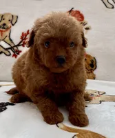 Kiley, a male Poodle - Toy  for sale in Tampa, FL – Photo 1 of 8