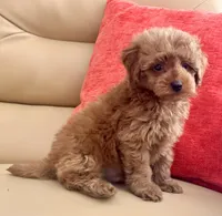 Kiley, a male Maltipoo and Poodle - Toy  for sale in Tampa, FL – Photo 6 of 9