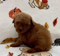 Kiley, a male Poodle - Toy  for sale in Tampa, FL – Photo 7 of 8