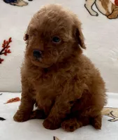 Kiley, a male Poodle - Toy  for sale in Tampa, FL – Photo 3 of 8