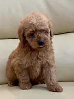 Kiley, a male Maltipoo for sale in Tampa, FL – Photo 5 of 10