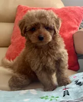 Kiley, a male Maltipoo and Poodle - Toy  for sale in Tampa, FL – Photo 7 of 9