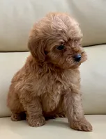 Kiley, a male Maltipoo for sale in Tampa, FL – Photo 7 of 10