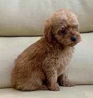 Kiley, a male Maltipoo for sale in Tampa, FL – Photo 4 of 10