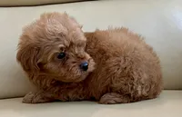 Kiley, a male Maltipoo for sale in Tampa, FL – Photo 6 of 10