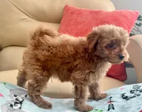 Kiley, a male Maltipoo and Poodle - Toy  for sale in Tampa, FL – Photo 9 of 9