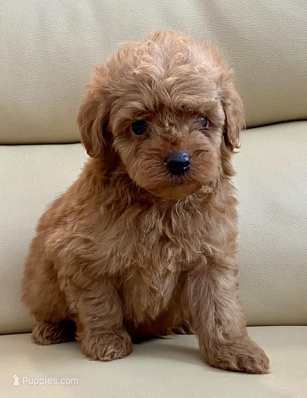 Kiley – Poodle - Toy  puppy for sale in Tampa, FL