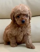 Kiley, a male Maltipoo for sale in Tampa, FL – Photo 1 of 10