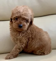 Kiley, a male Maltipoo for sale in Tampa, FL – Photo 9 of 10