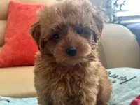 Kiley, a male Maltipoo and Poodle - Toy  for sale in Tampa, FL – Photo 3 of 9