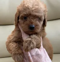 Kiley, a male Maltipoo for sale in Tampa, FL – Photo 10 of 10