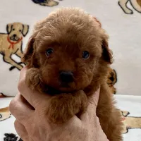Kiley, a male Poodle - Toy  for sale in Tampa, FL – Photo 5 of 8