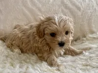 Bruno, a male Maltipoo and Poodle - Toy  for sale in Tampa, FL – 3 of 10