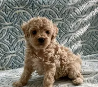Tillie , a female Maltipoo and Poodle - Toy  for sale in Tampa, FL – 7 of 7