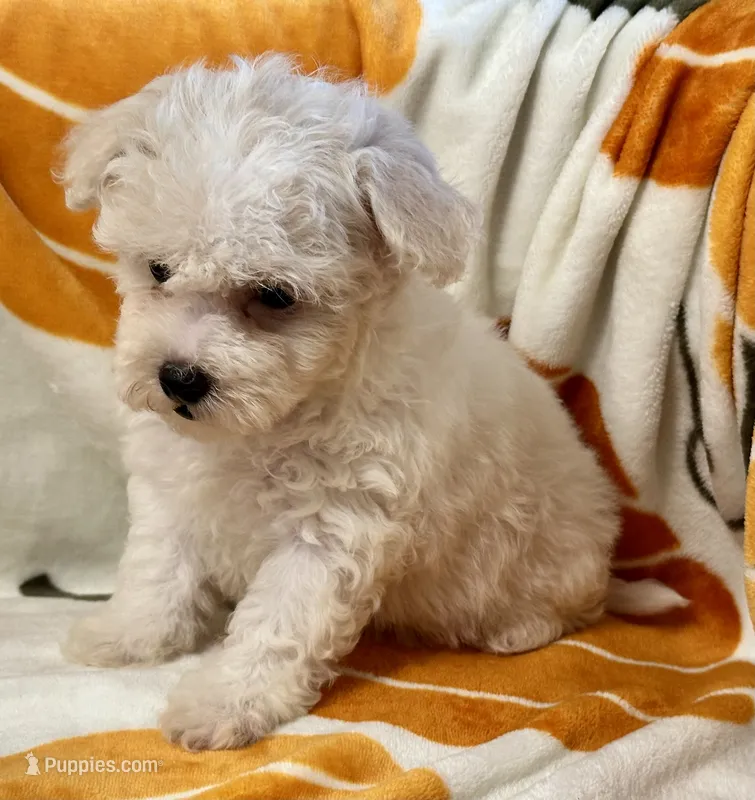 Simba  – Maltipoo, Poodle - Toy  puppy for sale in Tampa, FL