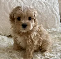 Bruno, a male Maltipoo and Poodle - Toy  for sale in Tampa, FL – 1 of 10