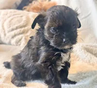 Niko Tiny, a male Yorkshire Terrier for sale in Tampa, FL – 3 of 10