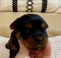 Bella , a female Yorkshire Terrier for sale in Tampa, FL – Photo 10 of 10