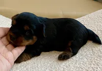 Bella , a female Yorkshire Terrier for sale in Tampa, FL – Photo 5 of 10