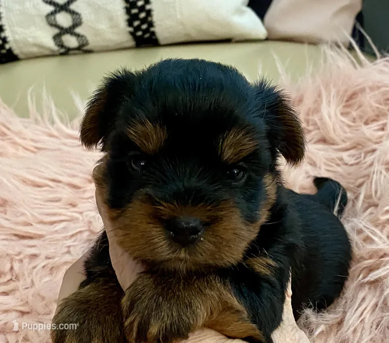 Bella  – Yorkshire Terrier puppy for sale in Tampa, FL