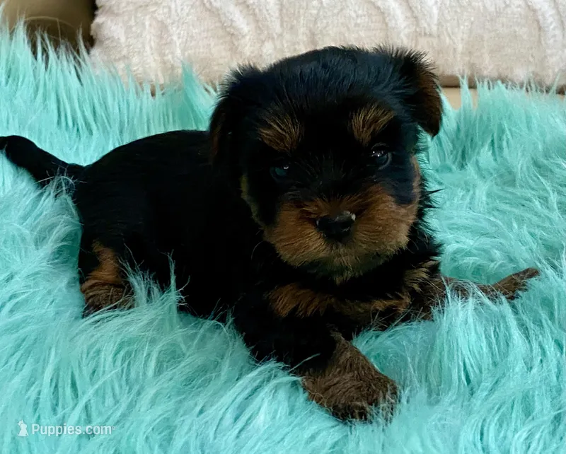 Bella  – Yorkshire Terrier puppy for sale in Tampa, FL