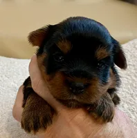 Bella , a female Yorkshire Terrier for sale in Tampa, FL – Photo 8 of 10