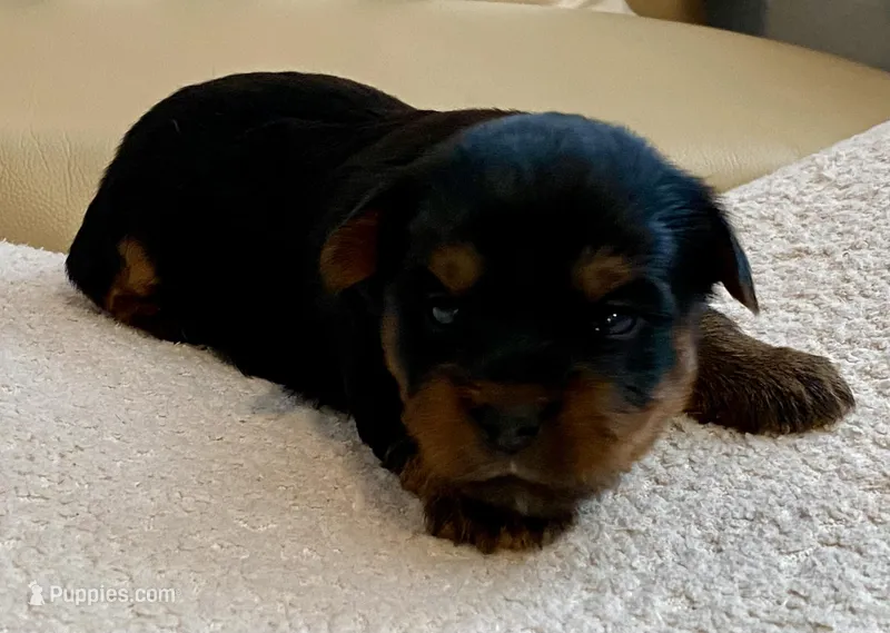Bella  – Yorkshire Terrier puppy for sale in Tampa, FL