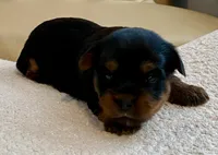 Bella , a female Yorkshire Terrier for sale in Tampa, FL – Photo 1 of 10