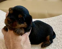 Bella , a female Yorkshire Terrier for sale in Tampa, FL – Photo 9 of 10