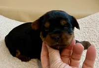 Bella , a female Yorkshire Terrier for sale in Tampa, FL – Photo 3 of 10