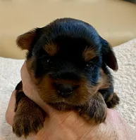 Bella , a female Yorkshire Terrier for sale in Tampa, FL – Photo 7 of 10