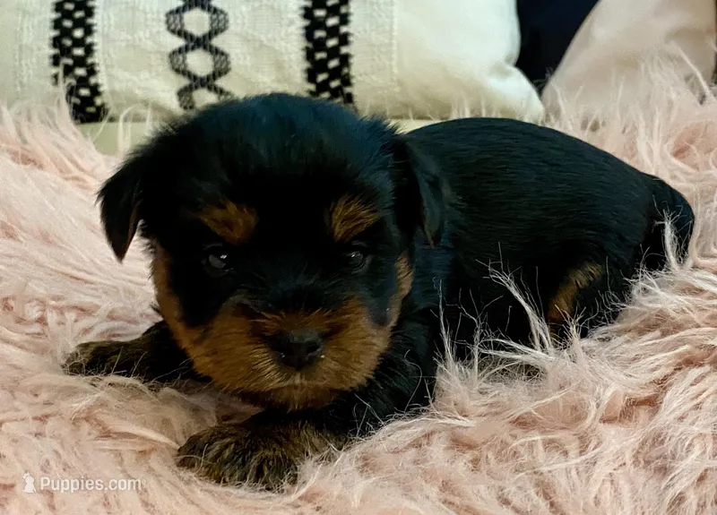 Bella  – Yorkshire Terrier puppy for sale in Tampa, FL