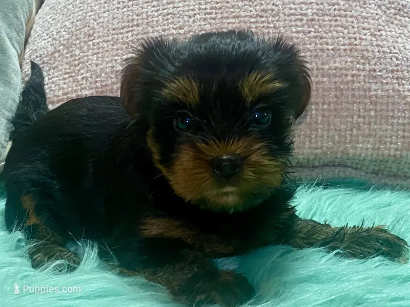 Bella  – Yorkshire Terrier puppy on hold in Tampa, FL