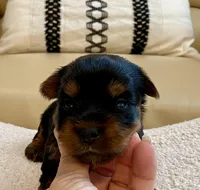 Bella , a female Yorkshire Terrier for sale in Tampa, FL – Photo 6 of 10