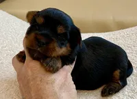 Bella , a female Yorkshire Terrier for sale in Tampa, FL – Photo 4 of 10