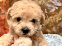 Nala , a female Maltipoo and Poodle - Toy  for sale in Tampa, FL – 6 of 10