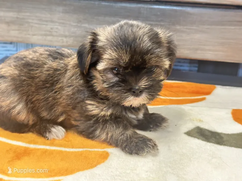 Lucy – Yorkshire Terrier, Shorkie puppy for sale in Tampa, FL