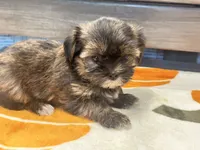 Lucy, a female Yorkshire Terrier and Shorkie for sale in Tampa, FL – 1 of 9