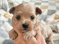 Lily , a female Maltipoo and Poodle - Toy  for sale in Tampa, FL – 6 of 9