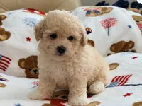 Mbappe, a male Maltipoo and Poodle - Toy  for sale in Tampa, FL – 2 of 10