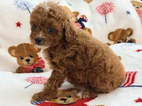 Rosie , a female Maltipoo and Poodle - Toy  for sale in Tampa, FL – 5 of 10