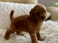 Nora, a female Maltipoo and Poodle - Toy  for sale in Tampa, FL – 6 of 6